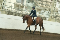 132 HA/AA Sport Horse Under Saddle Open Hunt Type