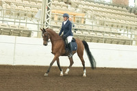 133 Arabian Sport Horse Under Saddle AOTR