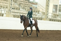 139 HA/AA Sport Horse Under Saddle Jr. Horse