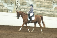 140 Arabian Sport Horse Show Hack ATR