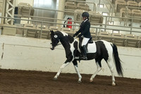 141 HA/AA Sport Horse Under Saddle ATR Dressage Type