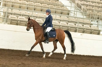 145 Arabian Sport Horse Under Saddle ATR Dressage Type