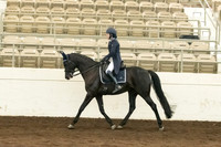 146 HA/AA Sport Horse Show Hack ATR