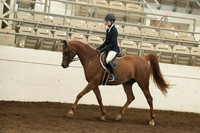 148 Arabian Sport Horse Under Saddle Jr. Horse