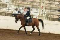 150 Arabian Sport Horse Under Saddle JTR