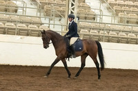 151 HA/AA Sport Horse Under Saddle Open Dressage Type