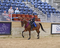 098 Standardbred Eng or West