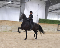 95 Part Bred Friesian Country English Pleasure