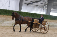 93 Part Bred Friesian Country Pleasure