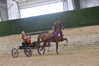 081.1 Fine Harness Driving Open