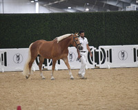 004 SHIH 3+ Stallions