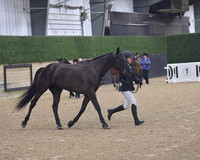 006 Standardbred Halter ALL