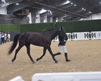 007 Standardbred Youth Showmanship