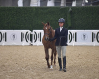 009 English Showmanship 18+