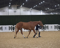 010 English Showmanship Youth 10-17