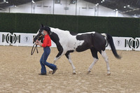 013 Western Showmanship Youth 10-17