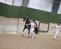 015.1 Barock Pinto Halter All Ages