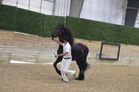 019 Part Bred Friesian 2U