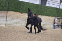 023 Friesian In Hand 3+ Mares