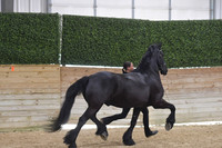 024 Friesian In Hand 3+ Stallions