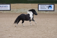 025 Pony liberty All