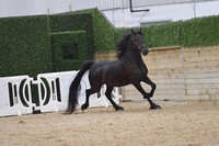 028 Liberty 2-5 Geldings