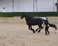 030 Liberty 6+ Mares