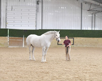 031 Liberty 6+ Geldings