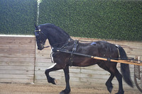 038 Friesian Sport Pleasure Driving Open