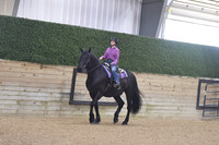 040 Part bred Friesian WT Western Pleasure