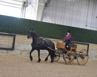042 Friesian Sport Pleasure Driving Amateur