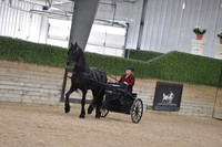 050 Friesian Country Pleasure Driving Open
