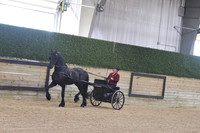 054 Friesian Country Pleasure Driving Amateur