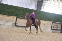 057 ASB English Country Pleasure Open