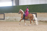 078 Easy Gaited Pleasure 2 Gait Amateur