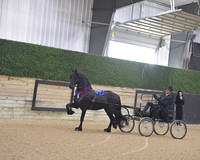 103 Friesian Fine Harness Open