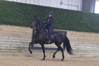 108 Part Bred Friesian WT Pleasure Saddle
