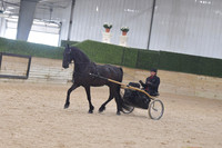 129 Part Bred Friesian Sport Pleasure Open