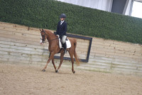 126 Arabian & Half Hunter Pleasure Jun