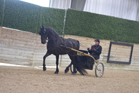 123 Part Bred Friesian Show Pleasure Driving