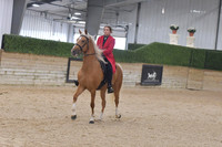 114 Easy Gaited Pleasure 2 Gait Open