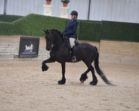 152 Friesian WT Pleasure Hunt Seat
