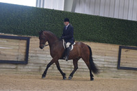 151 Part Bred Friesian English Pleasure