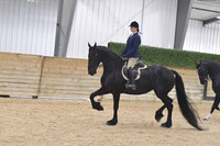 140 Part bred Friesian WT PLEASURE