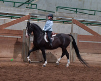 036 Morgan Hunter Pleasure Walk-Trot 11 & Under
