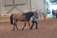 011 Showmanship 18 & Over