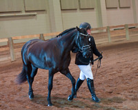 008 Morgan In Hand Grand & Reserve Championship