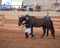 004 Morgan Mares In Hand