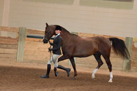 002 Morgan Hunter In Hand