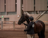 001 Morgan Sport Horse In Hand